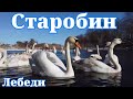 Лебеди г.п Старобин