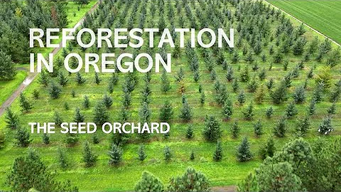 Reforestation in Oregon: The Seed Orchard