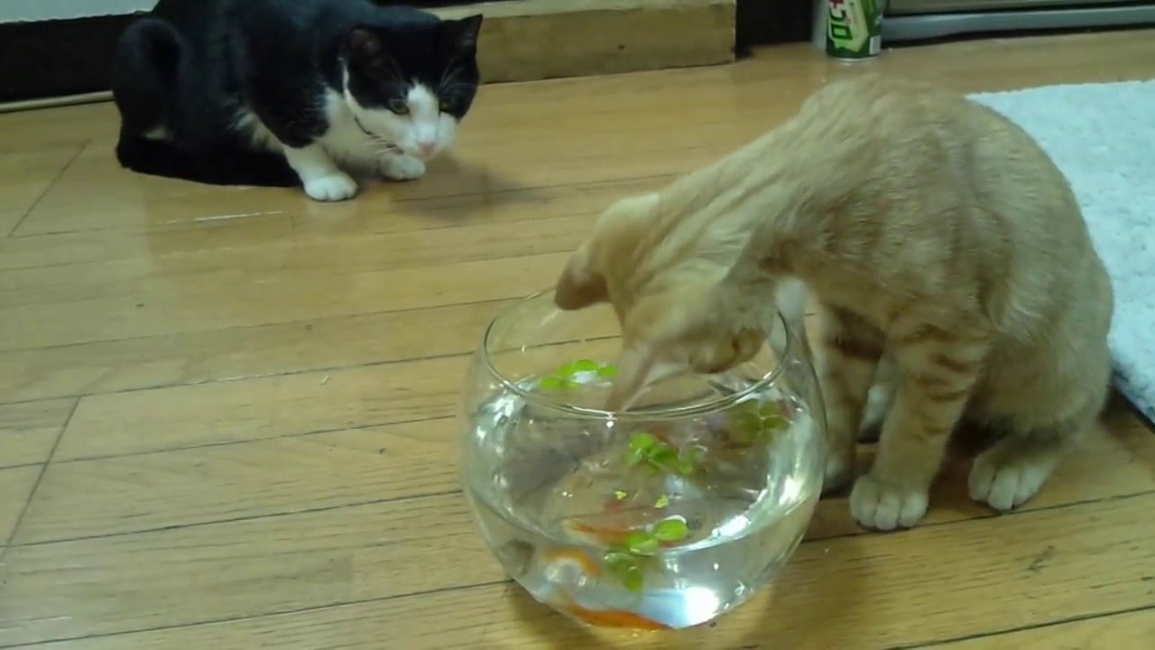 猫に金魚鉢 Youtube