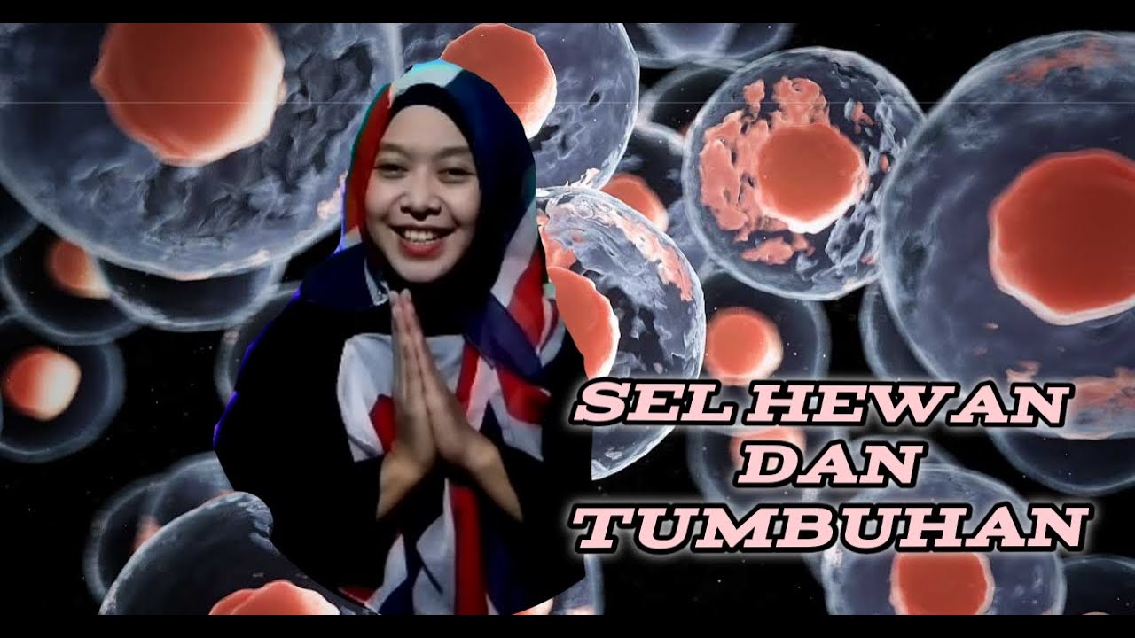  Sel  Hewan  dan Tumbuhan YouTube