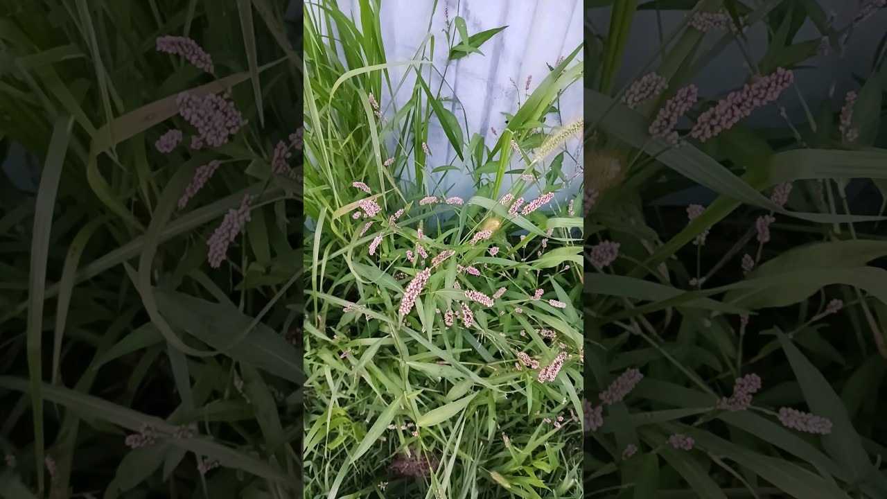 Smartweed Seeds Are Tasty