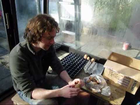 Tim Austen's allotment video diary Part 3: chitty chitty tatties or how do you chit seed potatoes?
