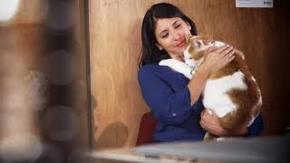 Vetsulin® Administration Video – Feline (cat) Diabetes