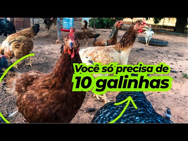 490 ideias de Frango & Galinha