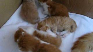 MVI_1342.AVI