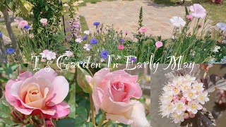 《5月上旬の庭》ガーデニング＊花いっぱいの庭づくり《T's Garden》