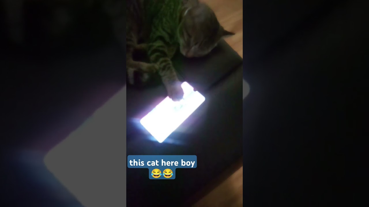 #funny #cat #video  Milo sleeping with the phone