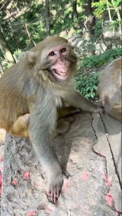 Ini Parah Ni Tenang-tenang #shorts #viral #ngakak