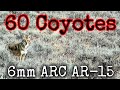 60 Coyotes Down 6mm ARC AR-15 Suppressed (EPIC DAYTIME HUNTING)