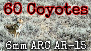 60 Coyotes Down 6Mm Arc Ar-15 Suppressed Epic Daytime Hunting