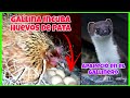 Gallinas CLUECAS una incuba huevos de Pata... Un animal extrano apareció en el gallinero😱