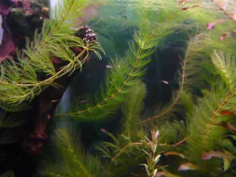 What is string algae?