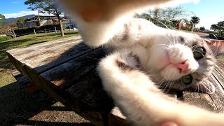 公園のベンチで寝ている野良猫が可愛過ぎる