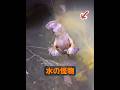 これはどんな動物ですか？ #動物 #動物プロダクション #animals #自然 #癒し