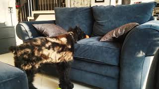 Giant Schnauzer Pup Getting Away With Breaking The No Feet On Furniture Rule