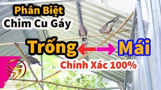 Phân Biệt cu gáy Trống-Mái chính xác 100% | Differentiate between Drum and Roof with 100% accuracy