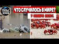 Катаклизмы за день 7 ноября 2020 ! Пульс Земли ! в мире ! событие дня! Наводнение 2020 ! dust storm