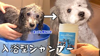 🐶犬の新習慣！入浴型のシャンプーを使ってみた。【トイプードルのグリィ】【犬】【dog】【toy poodle】