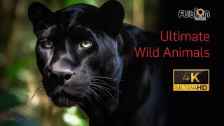 Wild Animals 4K Around the World • Relaxation Film by Peaceful Relaxing Music and Video Ultra HD