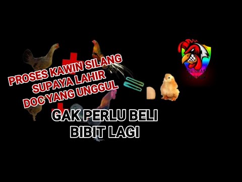 Video: Telur-asperating! Pada Ayam Broody (Dan Apa Yang Mereka Boleh Mengajar Kita)