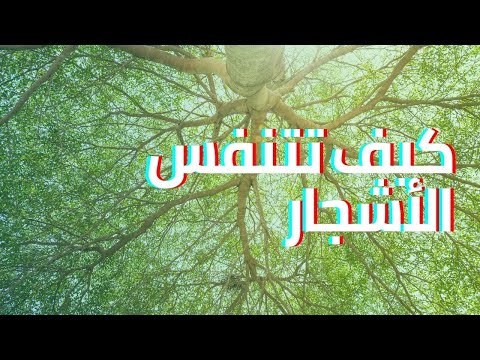 فيديو: كيف تنتج الأشجار الأوراق؟