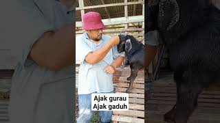 Download Lagu 2G Gurau vs Gaduh MP3