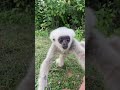 #babymonkey #Animal #cuteanimal #babygibbon #apes #babyapes