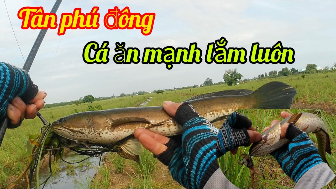 Câu cá lóc...tân phú đông lúc này cá ăn mạnh thấy mê