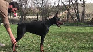 Melita von Bagira - 13 aylık secereli dişi dobermann