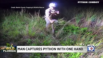 Florida python trapper catches python with his bare hand