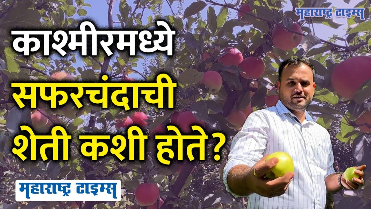 Kashmir Apple Farming | काश्मीरमध्ये ३० रुपये किलोचं सफरचंद मुंबईत ३००,शेती कशी होते,भाव कसे वाढतात?