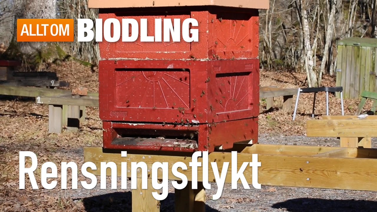 Rensningsflykt - Bisamhället - Biodling