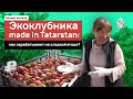 Экоклубника made in Tatarstan: как зарабатывают на сладкой ягоде