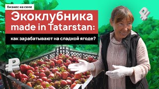 Экоклубника made in Tatarstan: как зарабатывают на сладкой ягоде