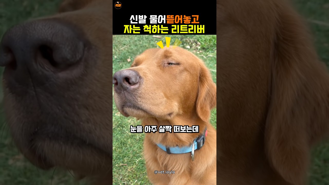 신발 뜯어놓고 자는척하는 리트리버