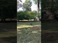 Red-Tailed Hawk STANDING IN BIRDBATH Up Close  #nature #wildlife #birds #animals #shortvideo #shorts