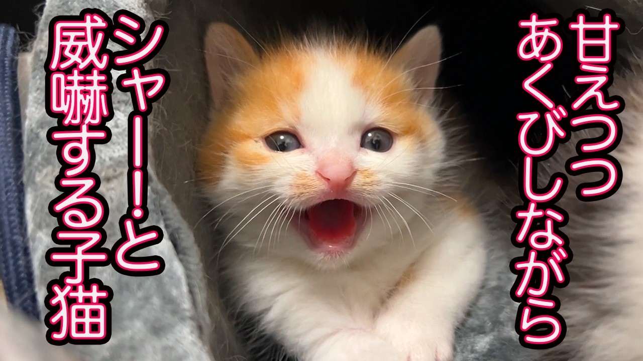 猫 シャー 甘え