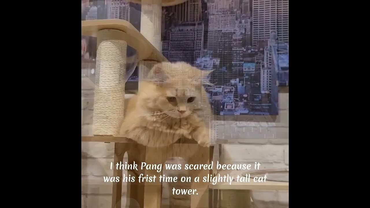 Persiancat Pang, his fear of heights!!! Cat is afraid of
