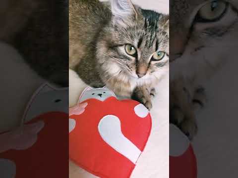 Video: Mitkä ovat yleisimmin unohdetut kissat turvakoteilla?