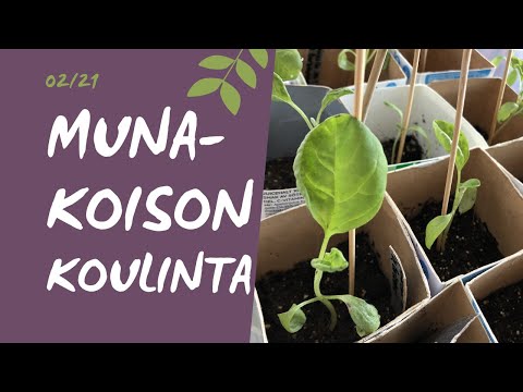 Video: Munakoison taimien istuttaminen