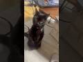 【TikTok300万回再生】二足立ちで飼い主の帰りを待つ黒猫　　#ねこ #blackcat #cat #おすすめ #猫のいる暮らし #おもしろ #ネコ