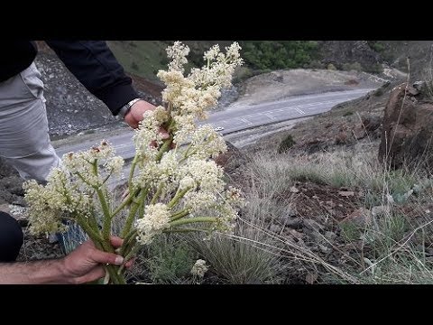 Video: Japon Butterbur Nedir - Petasites Japonicus Bakım Ve Bilgi