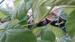 Pokok Raspberry