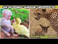 Animals ADOPTING Other Animal Species/മറ്റു ജീവികളുടെ കുട്ടികളെ വളർത്തിയവർ /top10malayalam/factsmojo