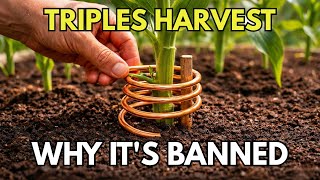 One Copper Wire Triples Your Harvest — Why Is This Science "Forbidden"?