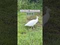 Albino peacock in my yard 🦚 #florida