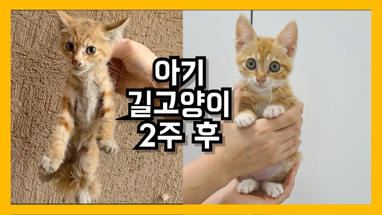 새끼 길고양이 구조, 냥줍 후 2주간 변화[eng] | rescued baby stray cat after 2weeks