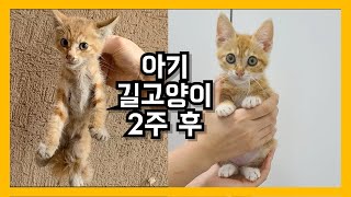 새끼 길고양이 구조, 냥줍 후 2주간 변화[eng] | rescued baby stray cat after 2weeks