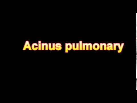 what is the definition of Acinus pulmonary (Medical Dictionary Online ...