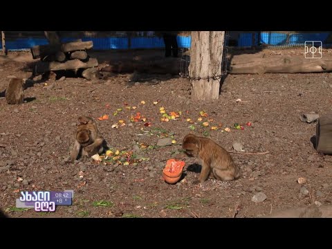 #ახალიდღე ​​რუბრიკა „აკის პარკი“ - პირდაპირი ჩართვა ზოოპარკიდან